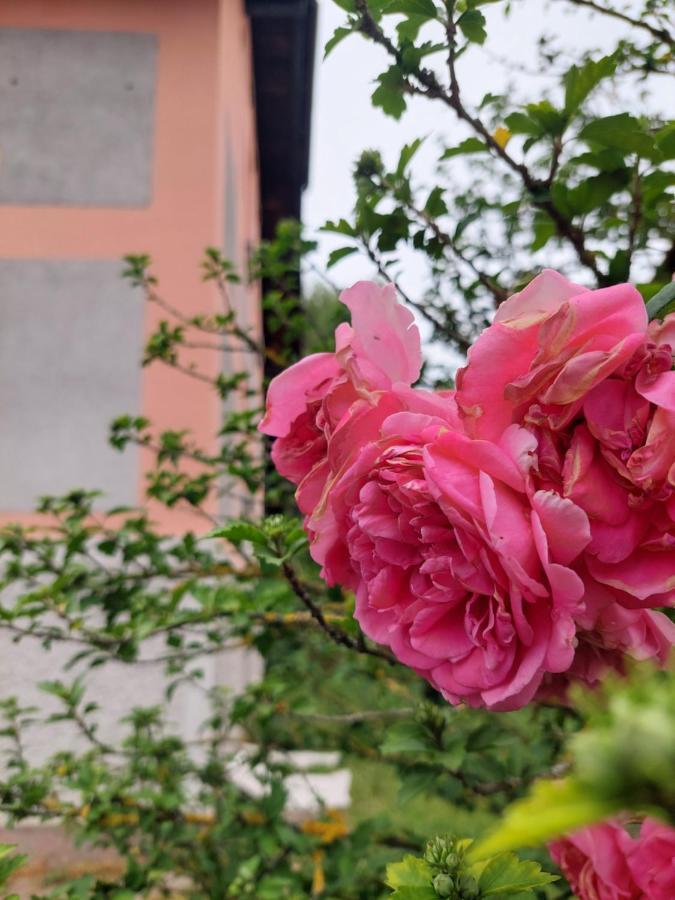 R24, Rose House Otel Ljubljana Dış mekan fotoğraf